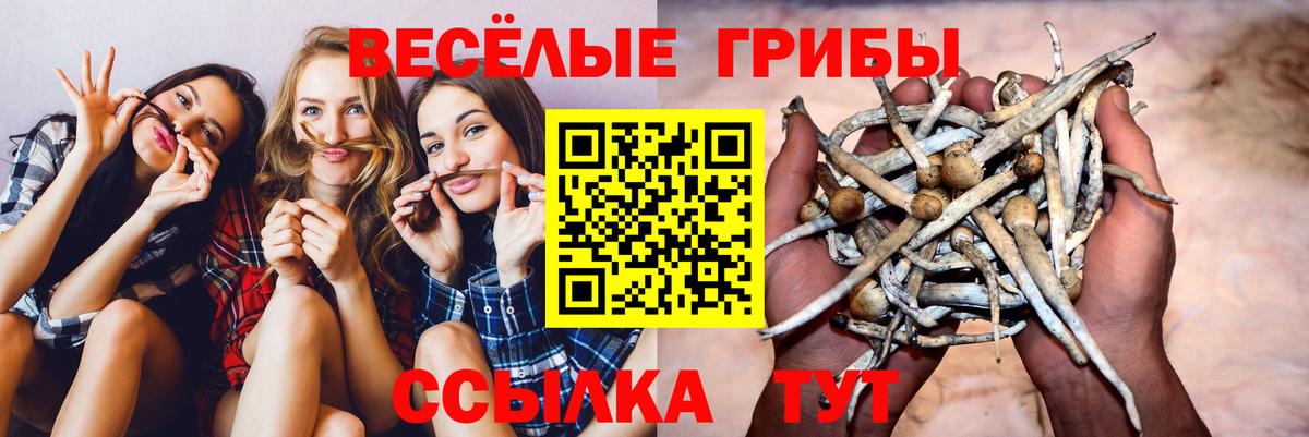 Псилоцибиновые грибы MAGIC MUSHROOMS  Вход с VPN  Кохма 